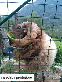 Pecore nane d' ouessant MASCHI