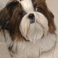 Cuccioli shih-tzu