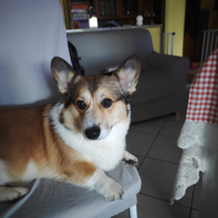 Welsh corgi pembroke maschio per accoppiamento