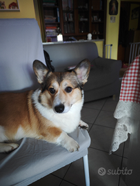 Welsh corgi pembroke maschio per accoppiamento