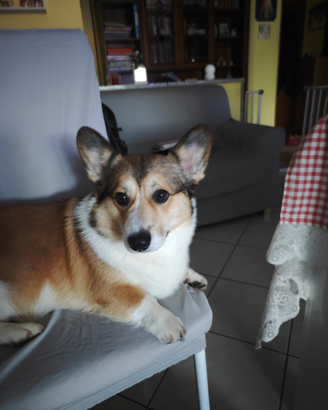 Welsh corgi pembroke maschio per accoppiamento