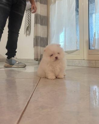 Spitz di pomerania nano