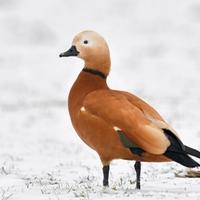 Casarca ferruginosa C.E.R.C.O