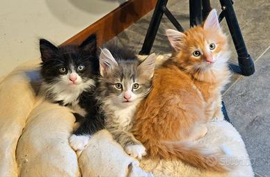Cuccioli di norvegesi figli di campioni