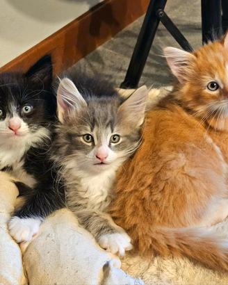 Cuccioli di norvegesi figli di campioni