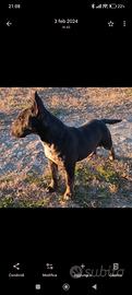 Bull terrier