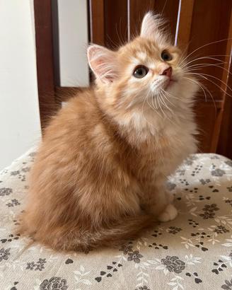 Gatta Siberiana Red