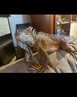 Iguana rossa
