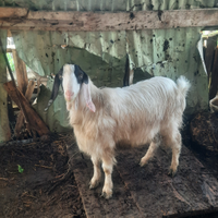Capra maltese originale maschio