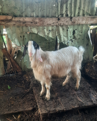 Capra maltese originale maschio