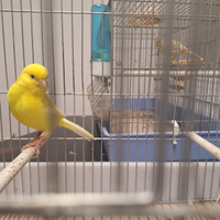 Canarino giallo