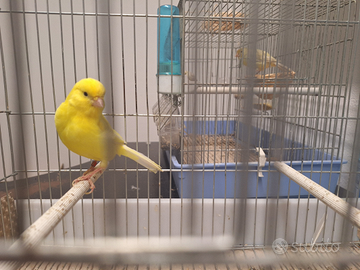 Canarino giallo