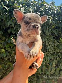 Bulldog francese