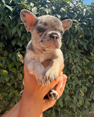 Bulldog francese