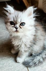 Persiani cuccioli 