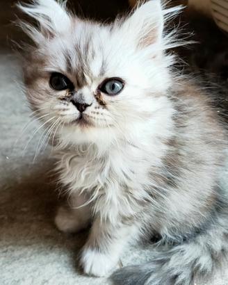 Persiani cuccioli 