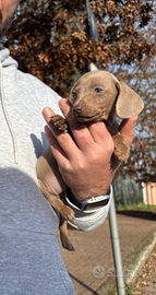 Bassotti nani e kaninken