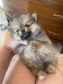 Mini spitz di Pomerania femminuccia