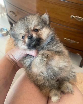 Mini spitz di Pomerania femminuccia
