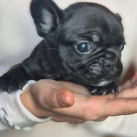 Cuccioli Bouledogue Francese pedigree Enci