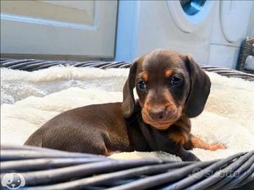 Bassotto kaninchen color cioccolato