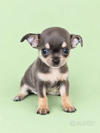 chihuahua con pedigree enci