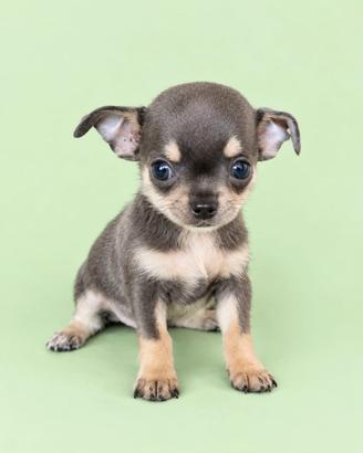 chihuahua con pedigree enci