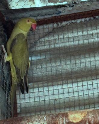 Parrocchetto dal Collare