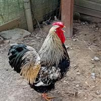 Gallo wiandotte