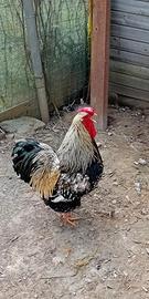 Gallo wiandotte