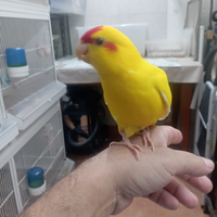 Pappagalli kakariki allevati a mano