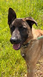 Pastore malinois