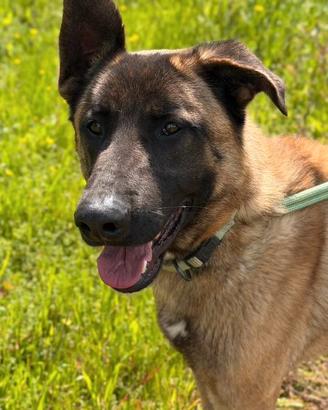 Pastore malinois