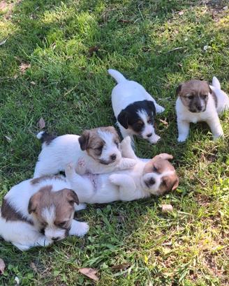Cucciole jack russel terrier