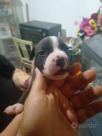 Disponibili 3 cuccioli di Pitbull