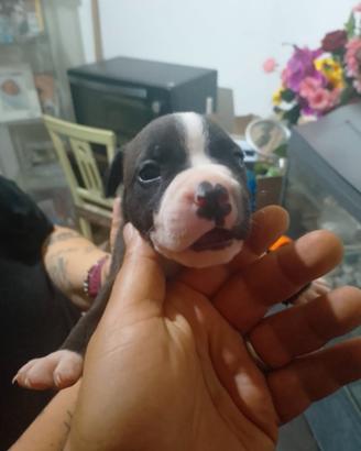 Disponibili 3 cuccioli di Pitbull