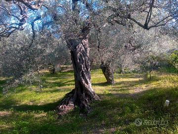 Uliveto da produzione di olio