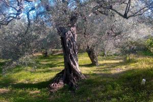 Uliveto da produzione di olio