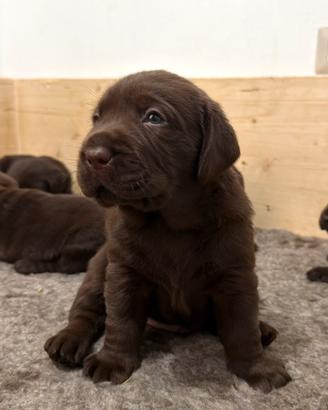 Labrador Retriever Chocolate