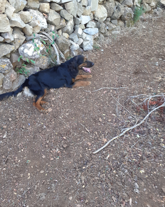 Cani da caccia