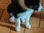 Immagine 5