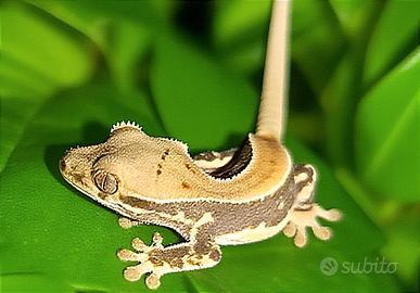 Geco Ciliatus Lilly White 7 mesi