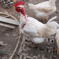 Gallo Collo Nudo Bianco