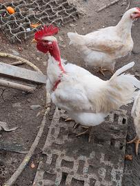 Gallo Collo Nudo Bianco