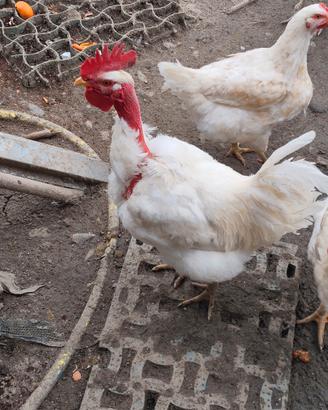 Gallo Collo Nudo Bianco
