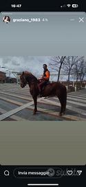 Cavallo