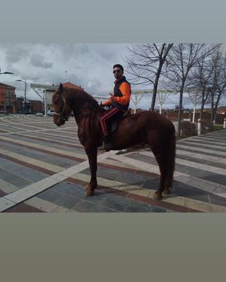Cavallo