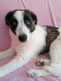 Cucciola incrocio border collie