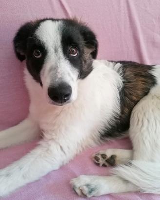Cucciola incrocio border collie