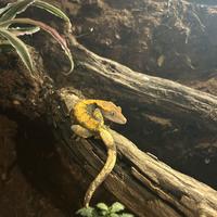 Terrario Terratlantis 60x40x60 + Geco Ciliatus